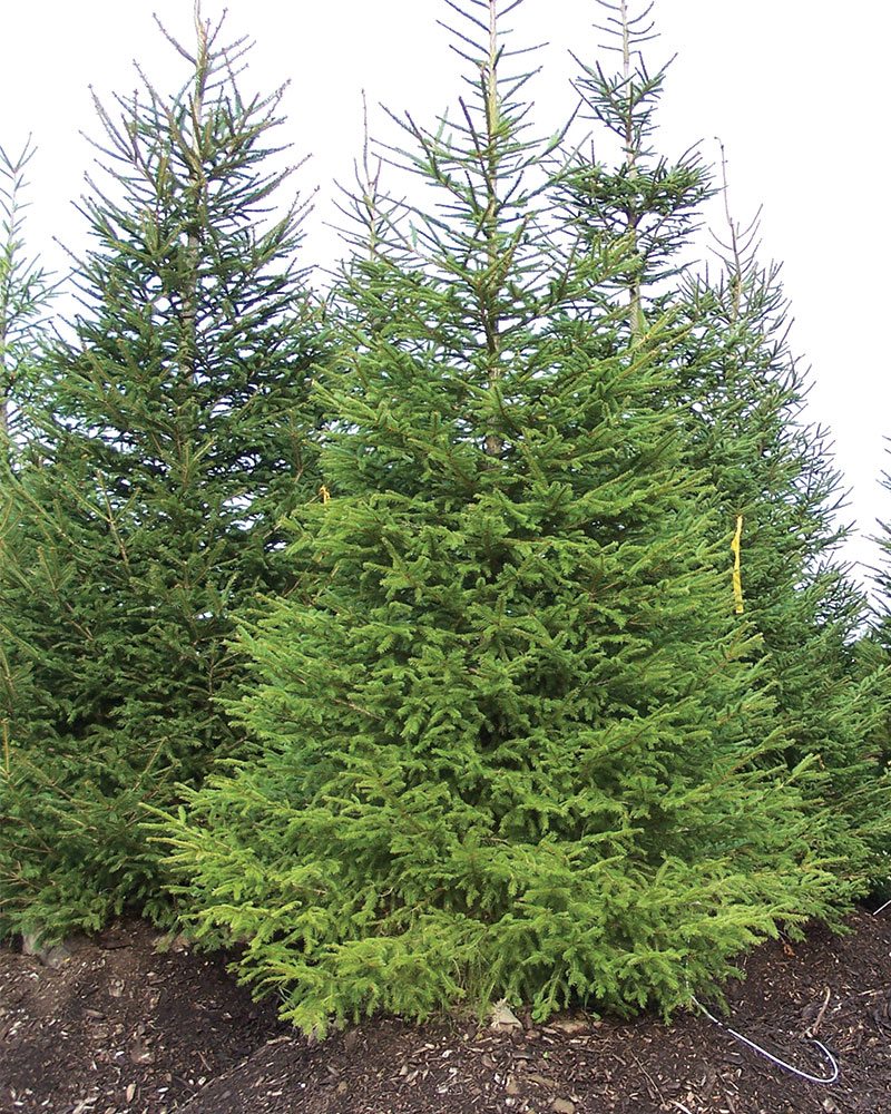 30" Norway Spruce field grown