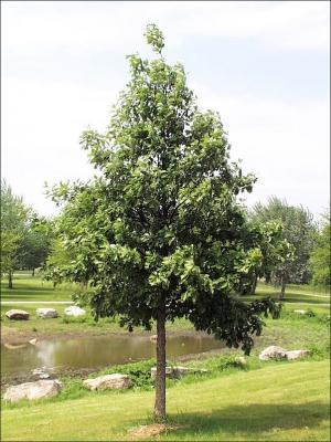 Swamp Oak - 🌲