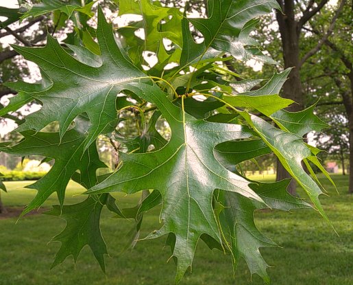Pin Oak