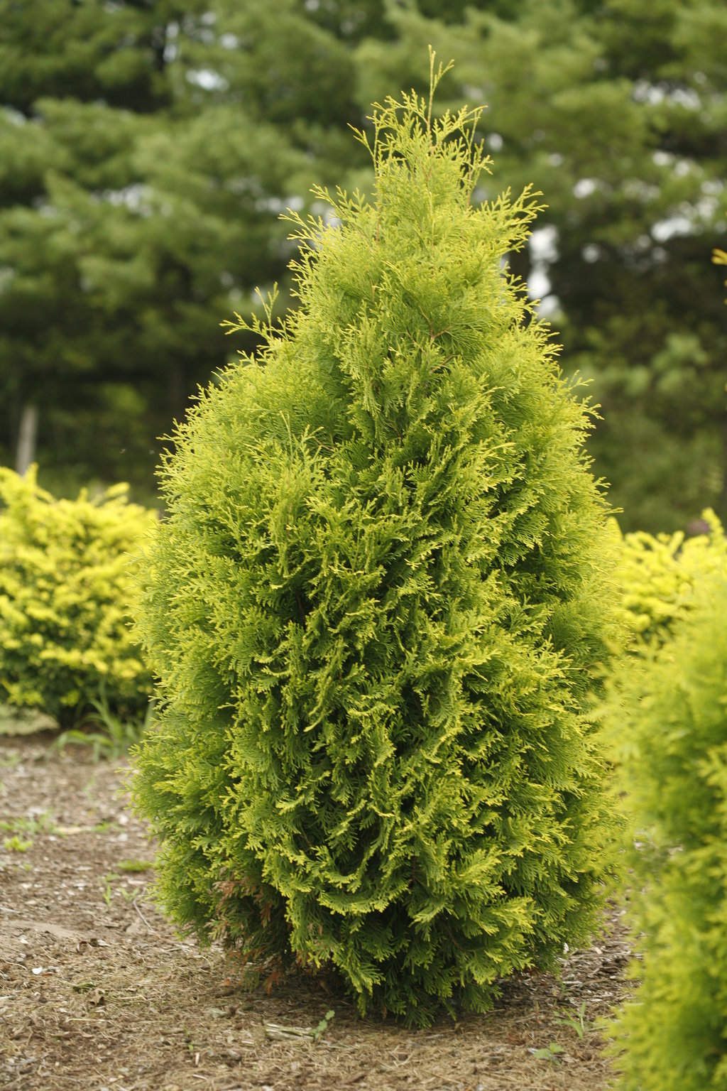 Golden Arborvitae 4’