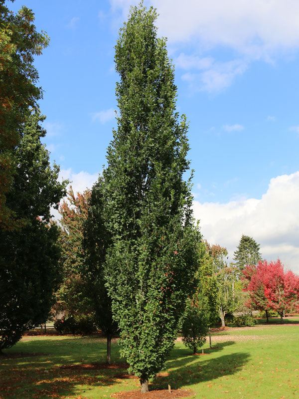 12' SKINNY JEANS OAK TREE - 🌲