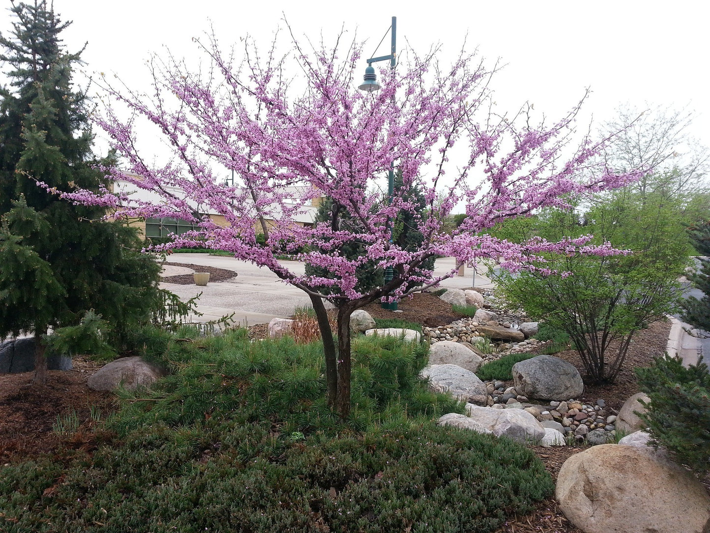 6-7’ Eastern Redbud (clump) 12/2023 (3.0)