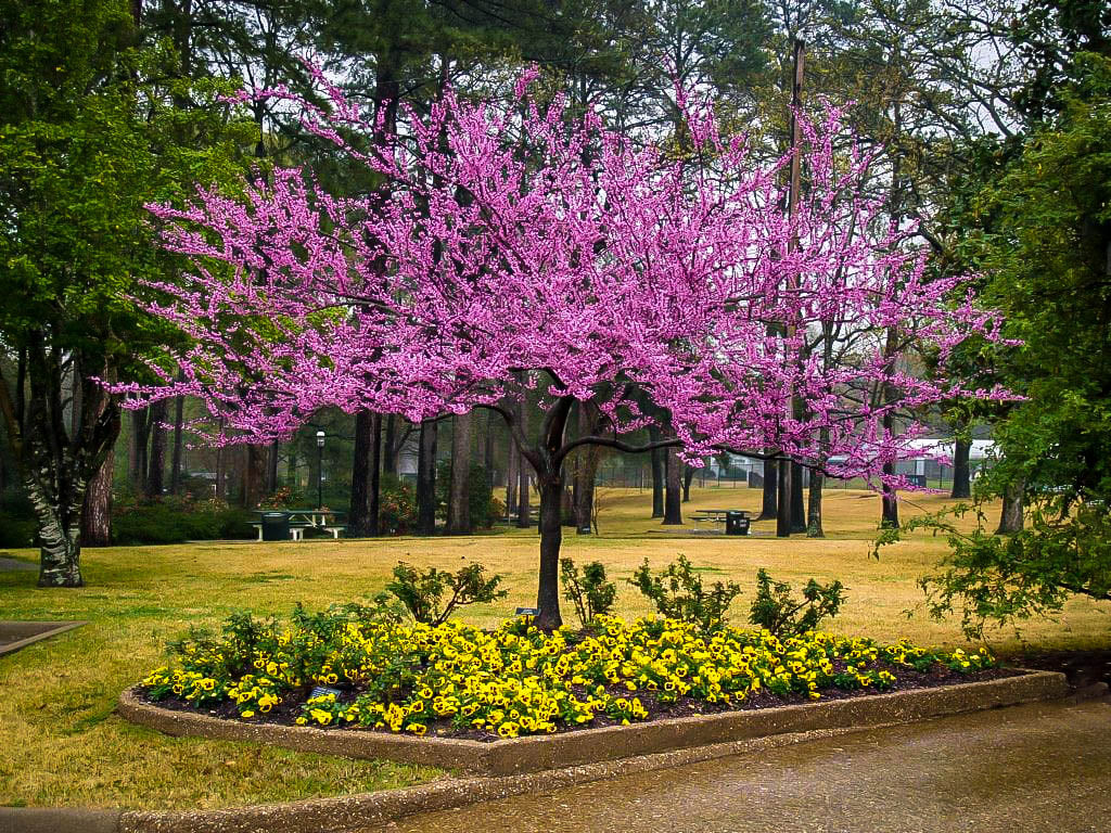 Park Grade Forest Pansy Redbud
