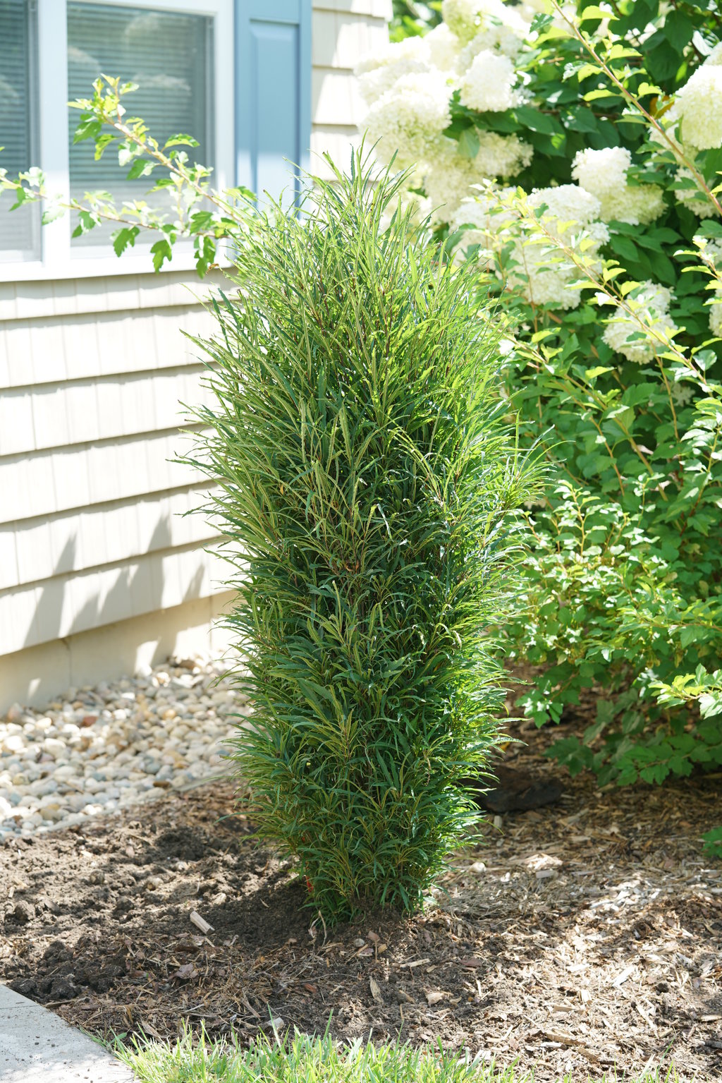 Fine Line Buckthorn