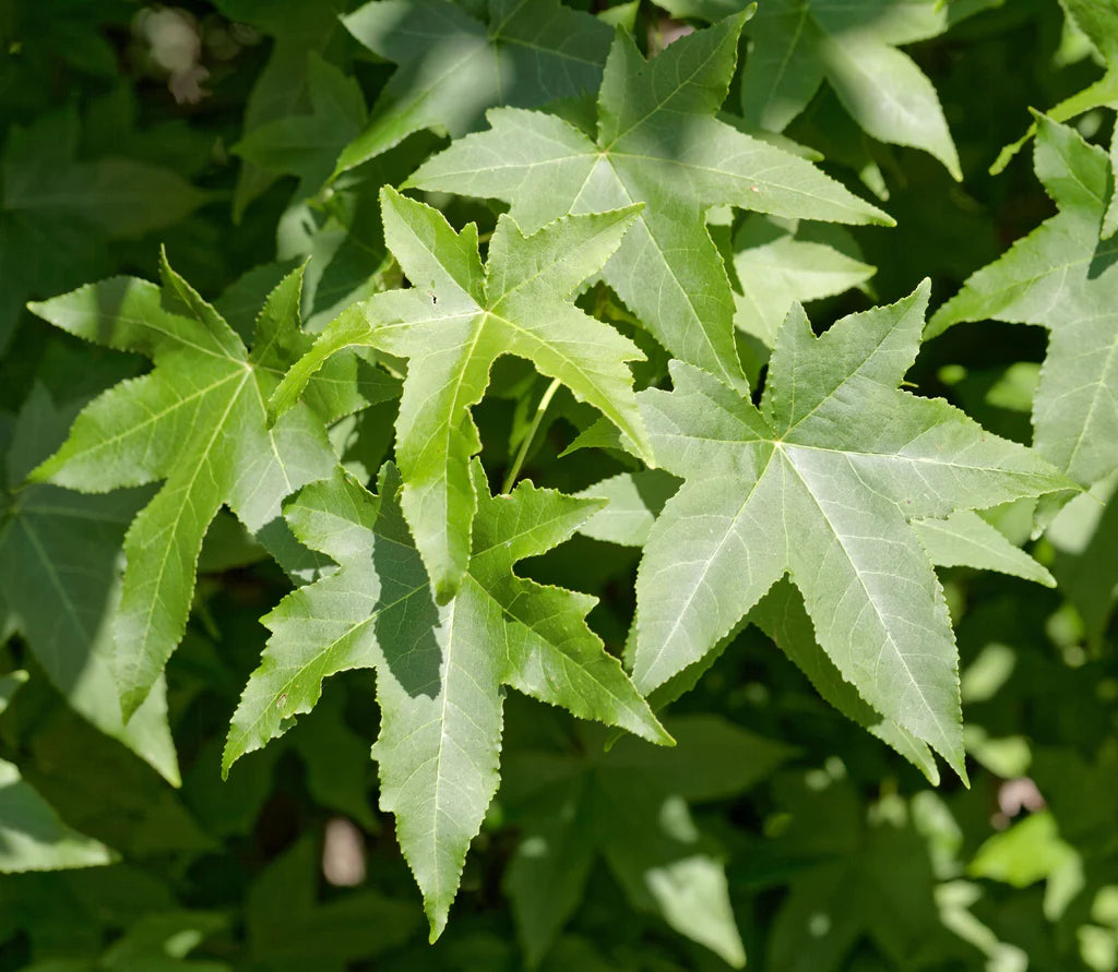 Sweet Gum - 🌲