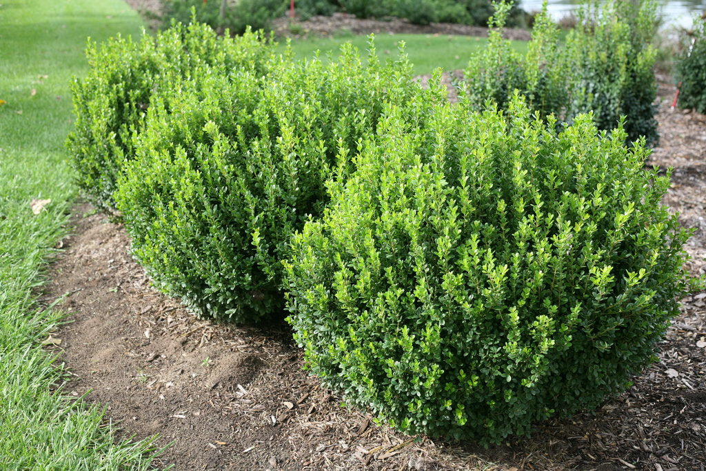 4' Boxwood