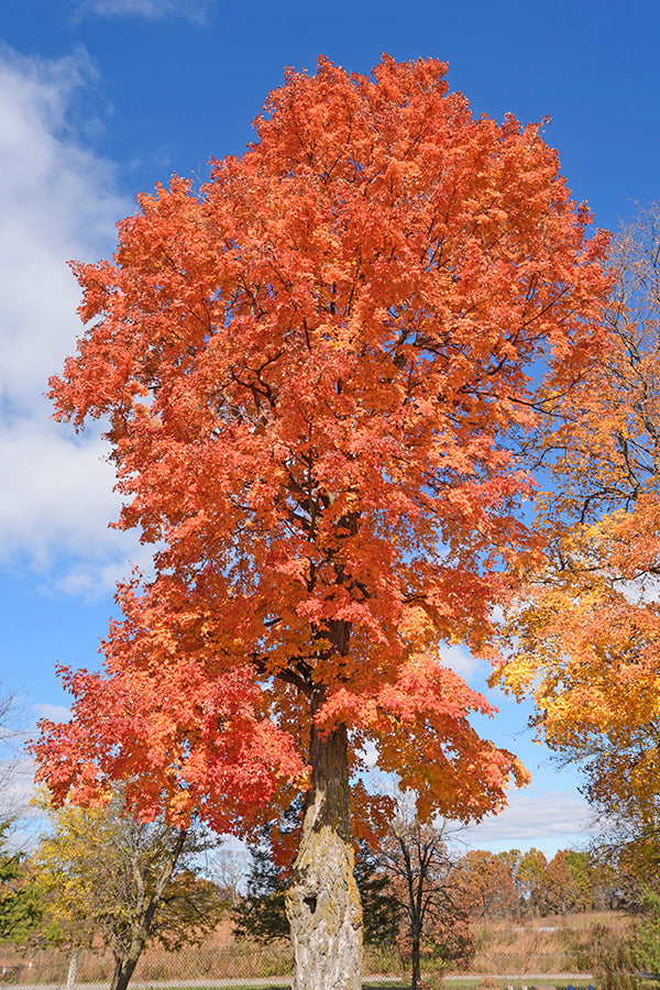 Oregon Trail Sugar Maple - 🌲