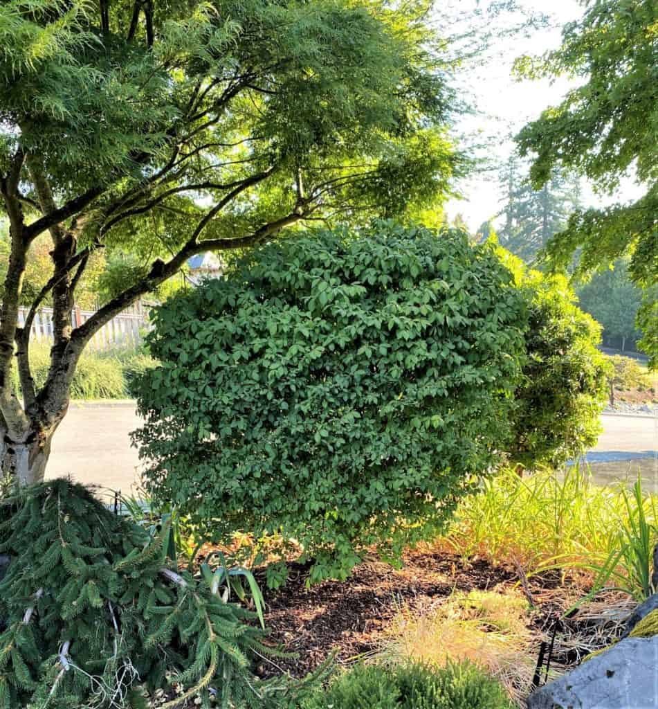 4' Burning Bush -🌲