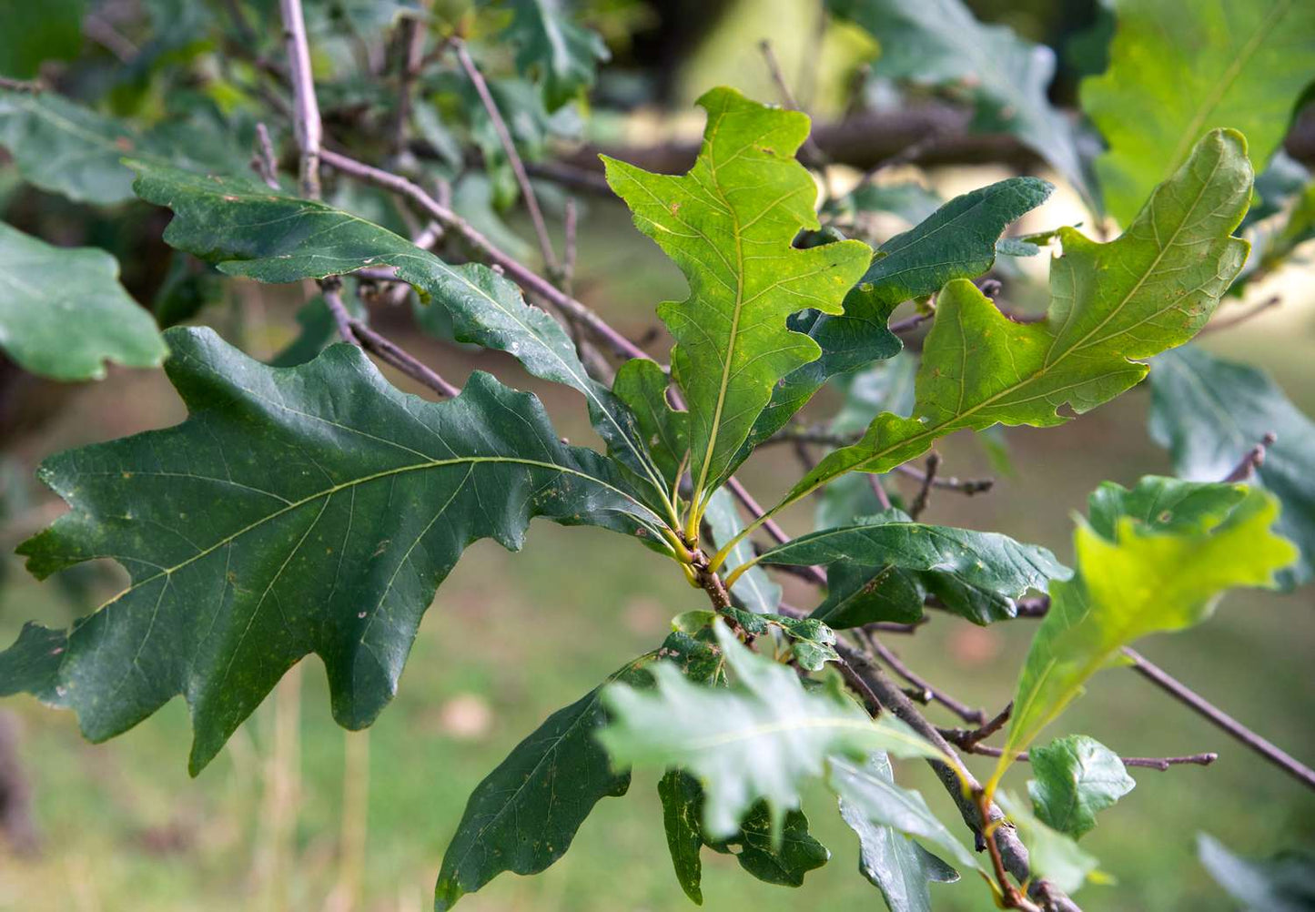Swamp Oak - 🌲