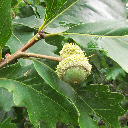 1.0ā Swamp Oak - š²