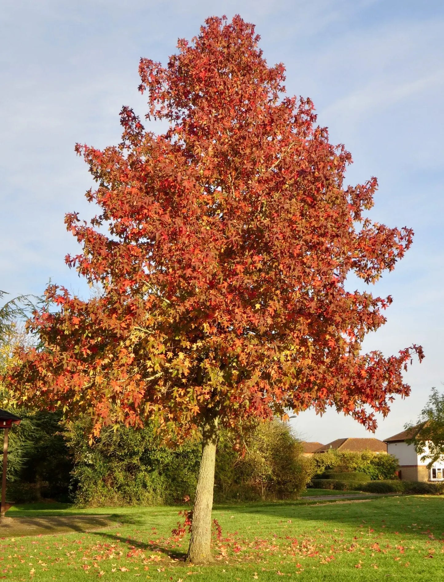 Sweet Gum - 🌲