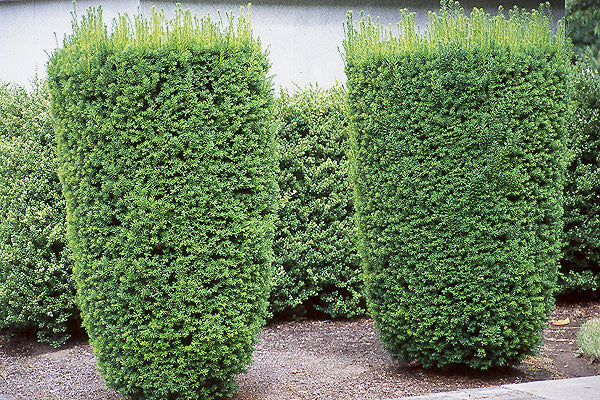 Taxus - Hicksii -🌲