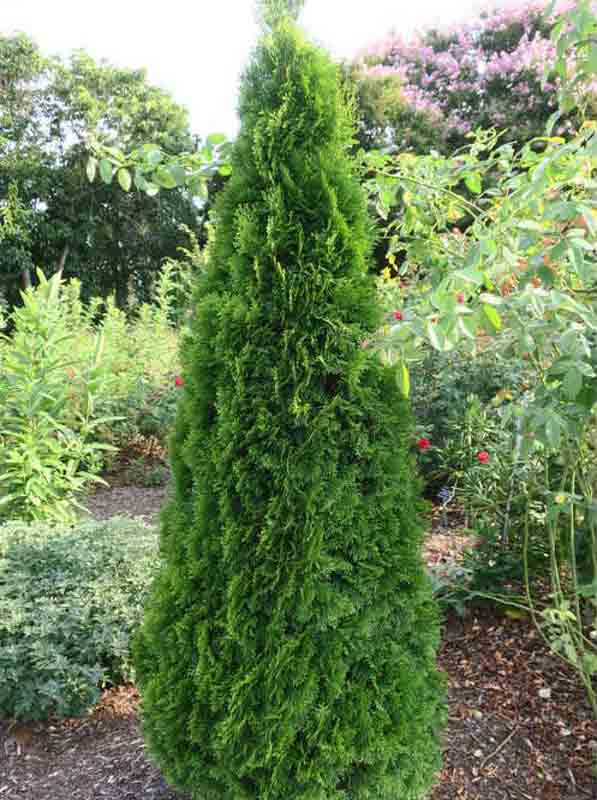8 ‘ Emerald Green Arb