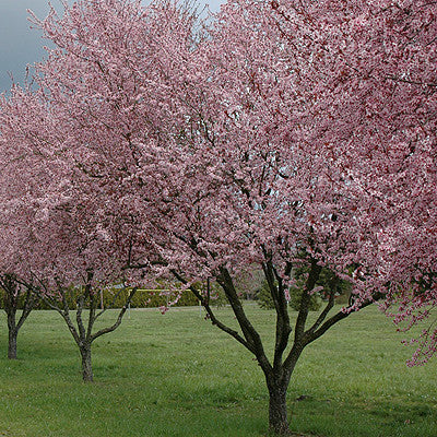 Thundercloud Plum - š²