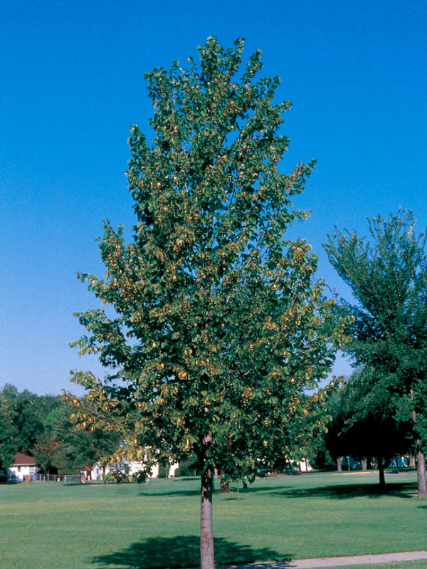 3.0 inch Boulevard Linden Tree