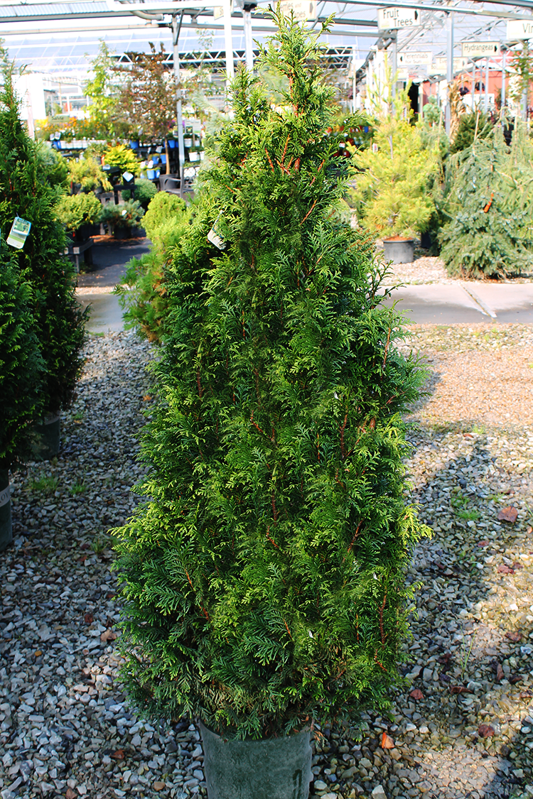 Tiny Tower Arborvitae -š²