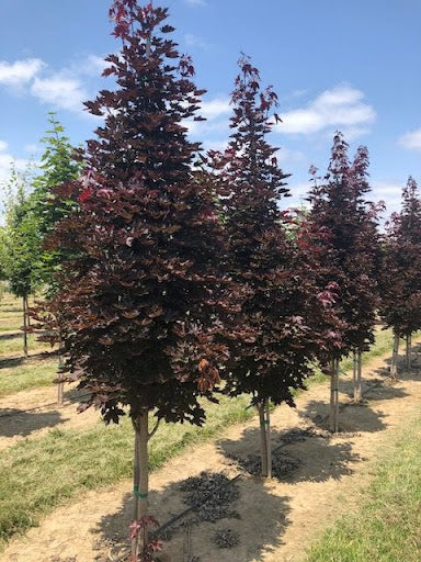 Crimson Centuary Maple