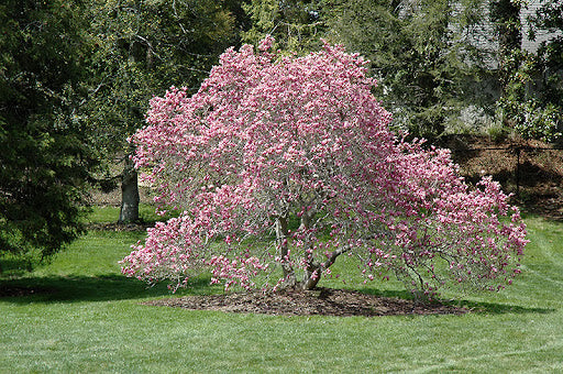 6' Ann Magnolia