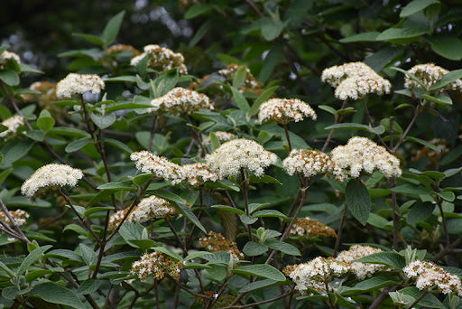 Allegheny Viburnum