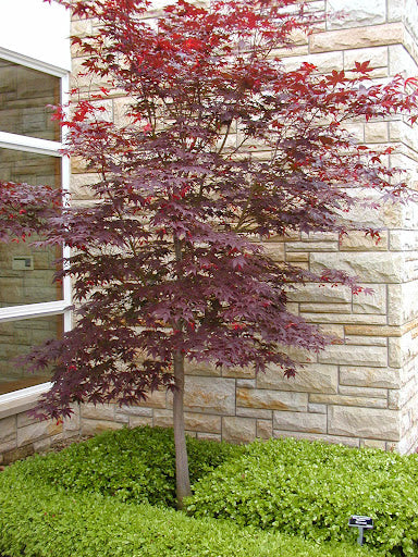 Bloodgood Japanese Maple - Acer p. 'Bloodgood'