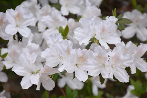 Delaware Valley Azalea