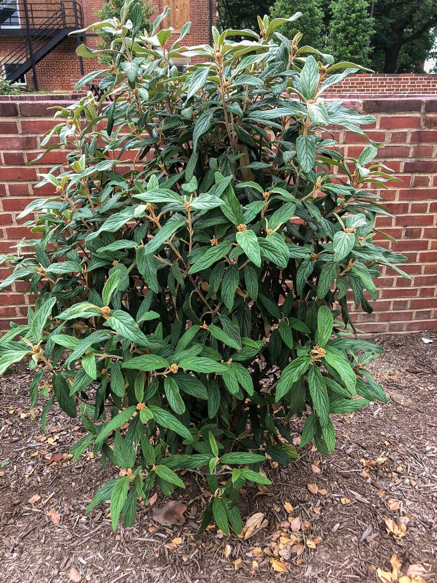 Allegheny Viburnum