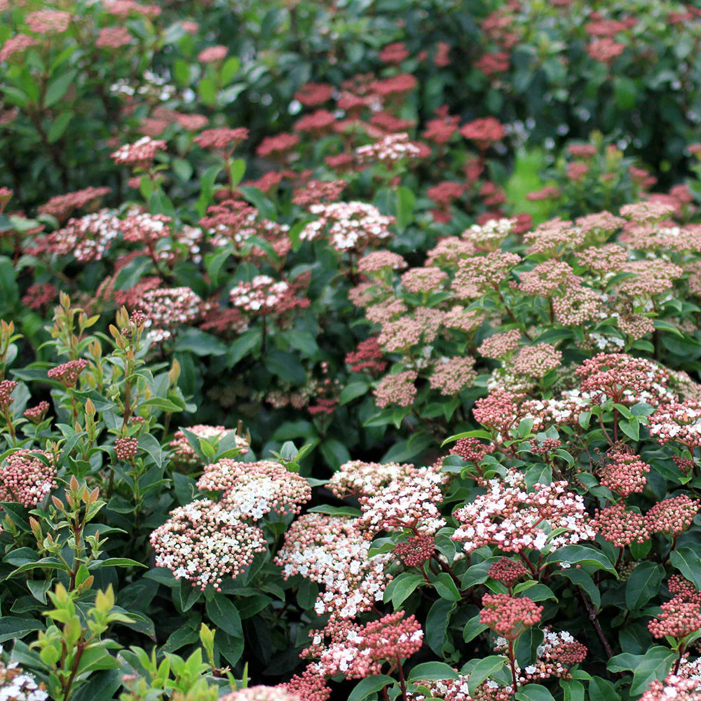 Viburnum - š²