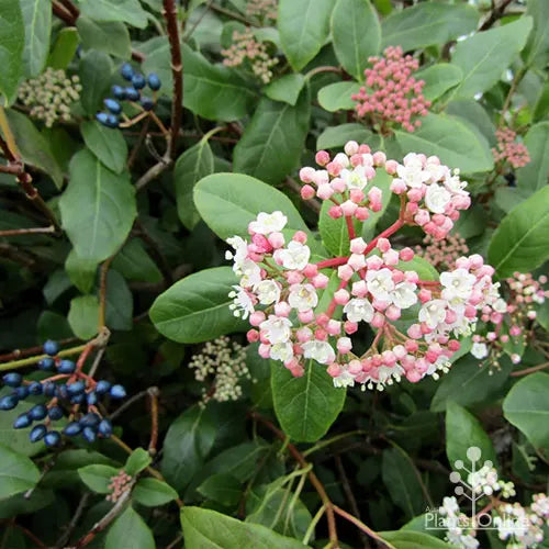 Viburnum - š²