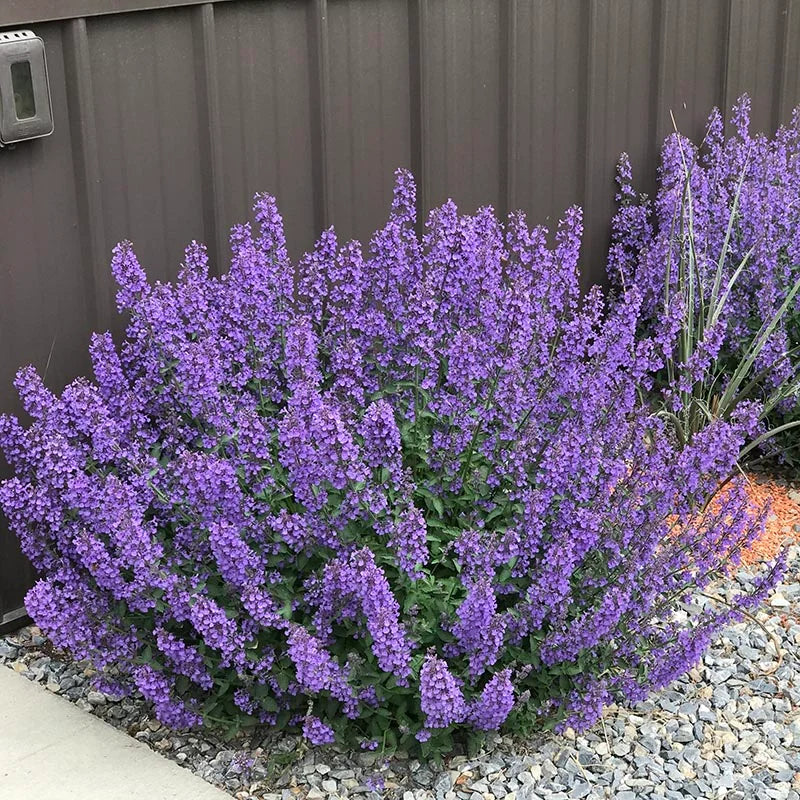 Neptea “Walkers Low” - cat mint