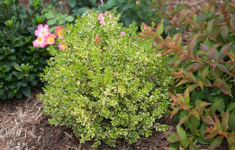 Mixed Boxwoods