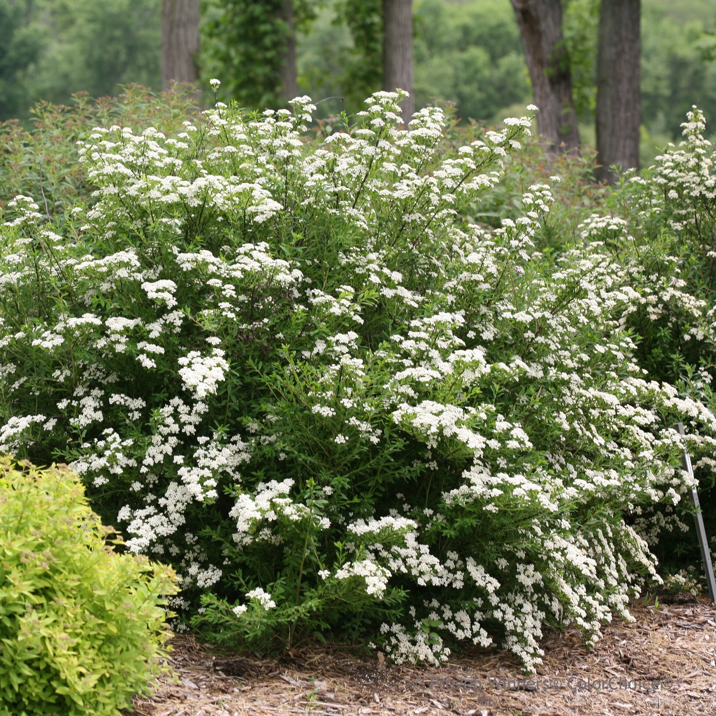 Spirea