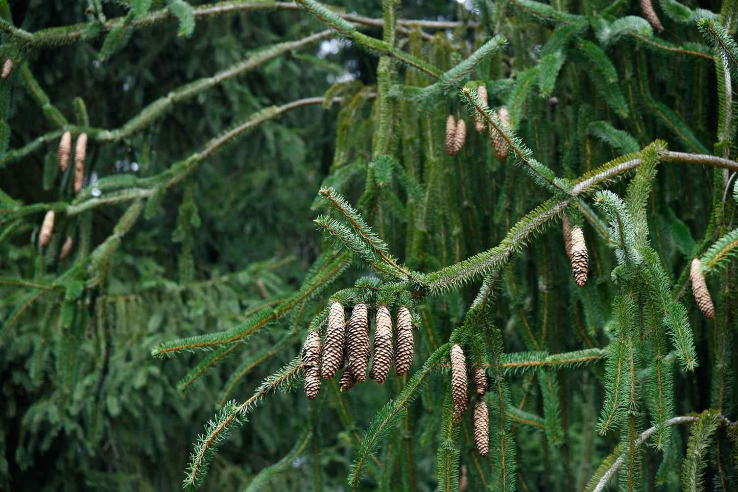 6' Norway Spruce