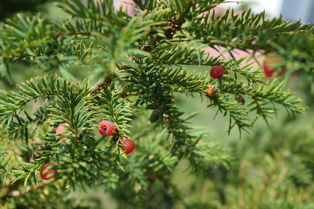 Taxus-Denifoemis