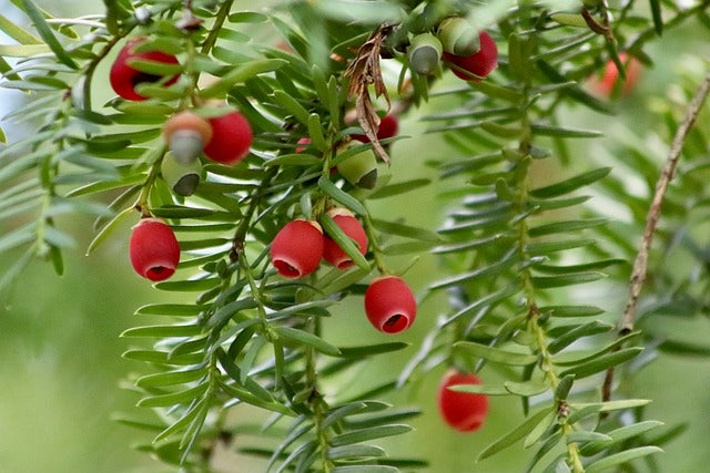 Taxus-Denifoemis