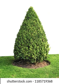 Green Velvet Boxwood - Pyramidal