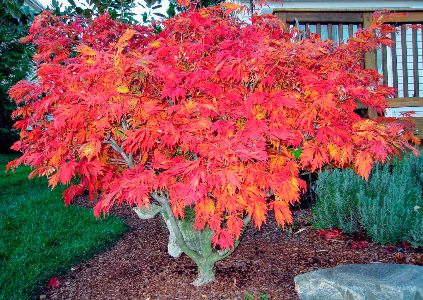 Laceleaf Japanese Maple - park grade