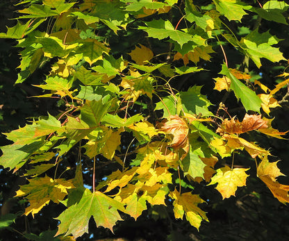 Maple - Species Unknown