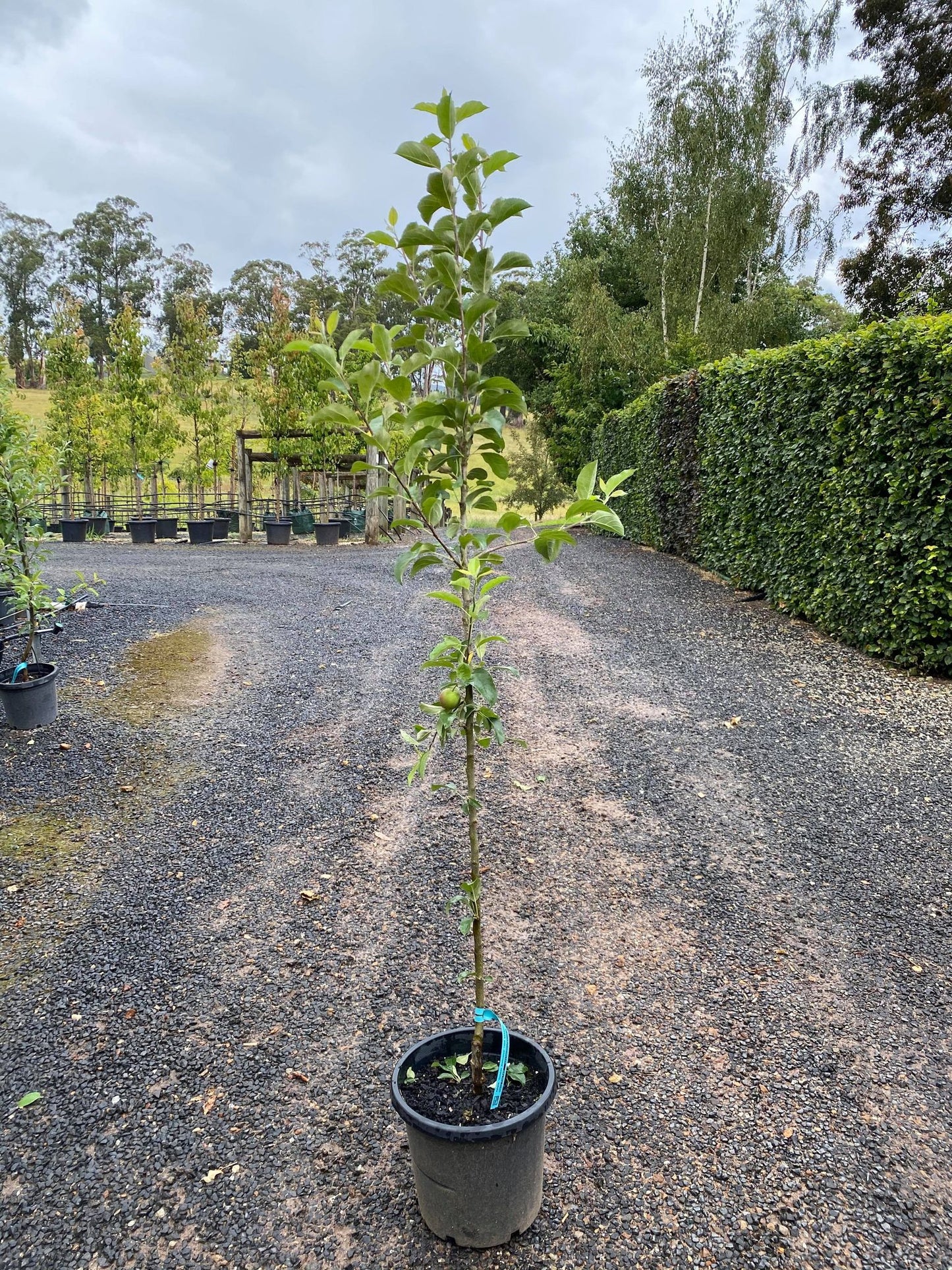Fuji Apple Tree 1.5” - 🌲