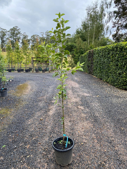 Fuji Apple Tree 1.5” - 🌲