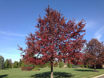 2.5 Inch Scarlet Oak
