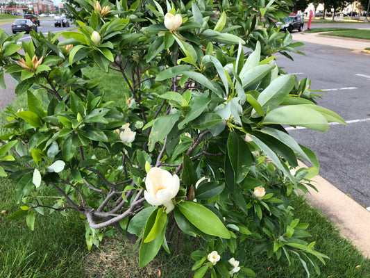 8’ Virginia Magnolia
