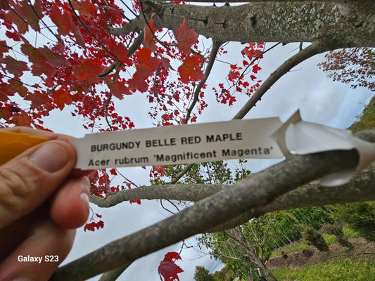 3" Burgendy Bell Maple 🍁