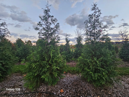 13 ‘ Green Giant Arborvitae -🌲