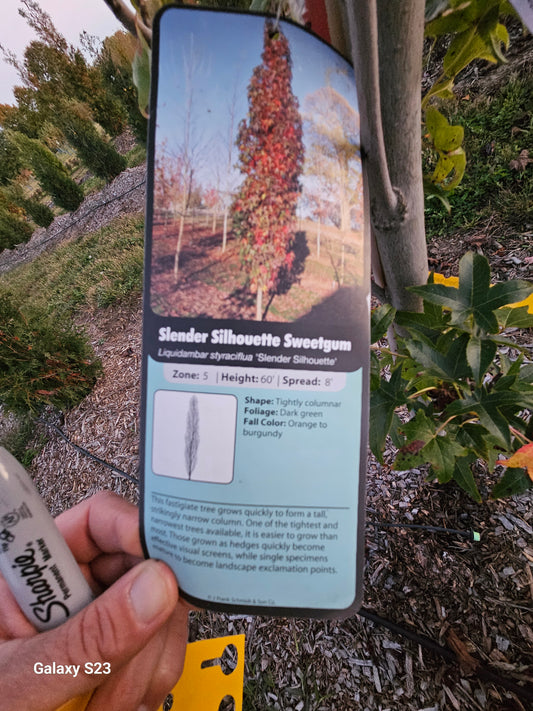 10’ Slender Silhouette Sweetgum - 🌲