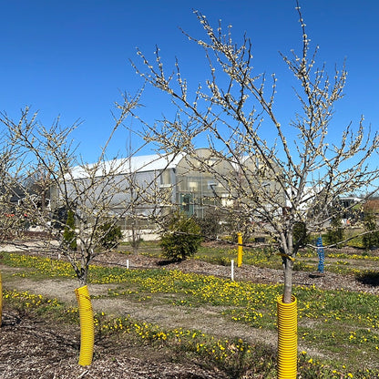 Royal White Redbud