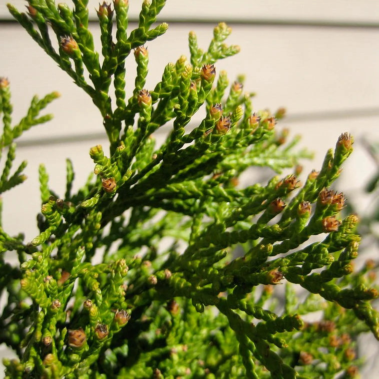 5’ Emerald Green Arborvitae