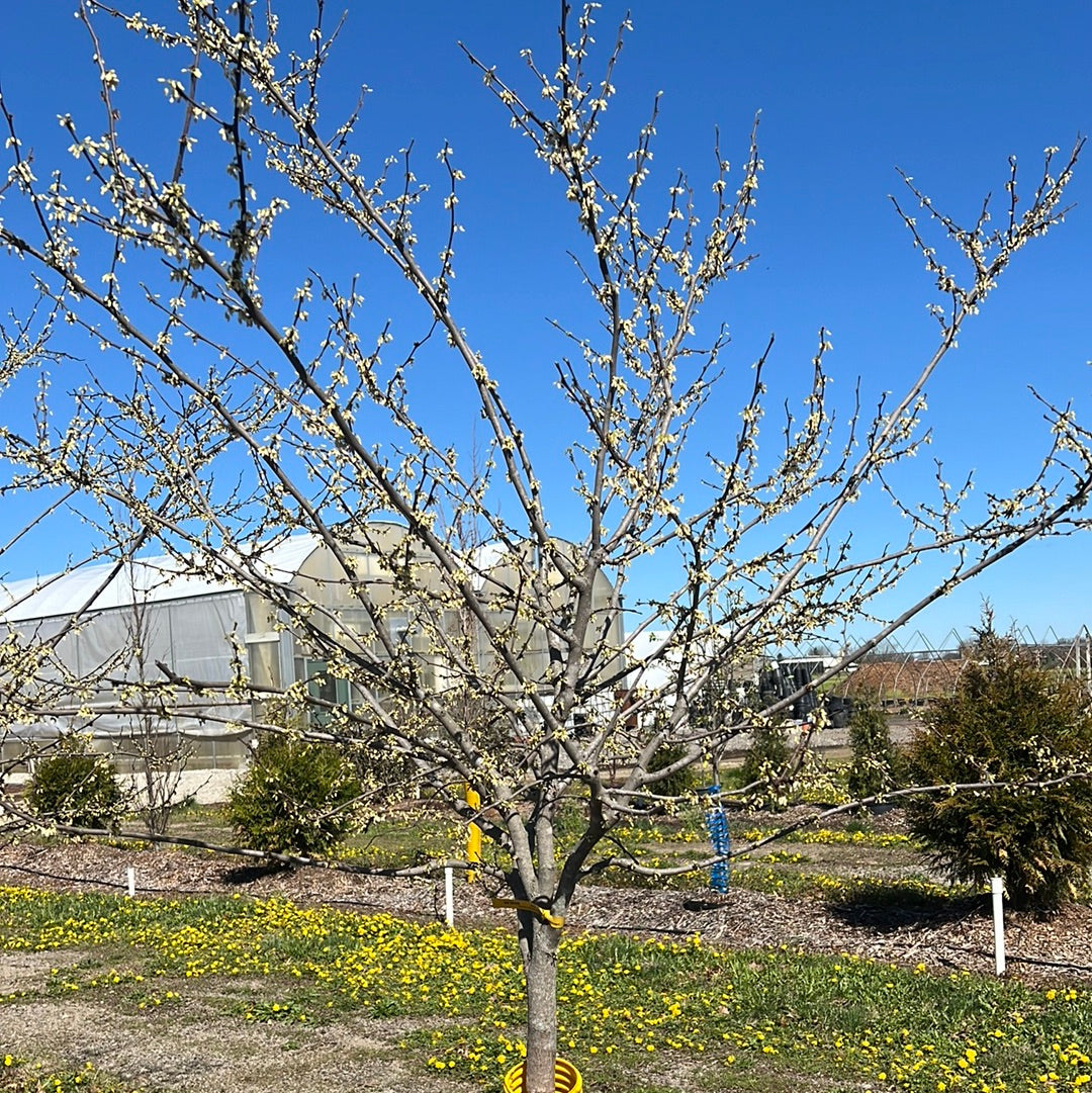 Royal White Redbud