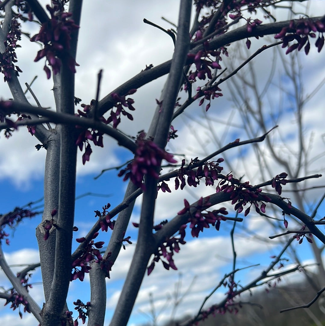 1.75” Forest Pansy Redbud - 🌲