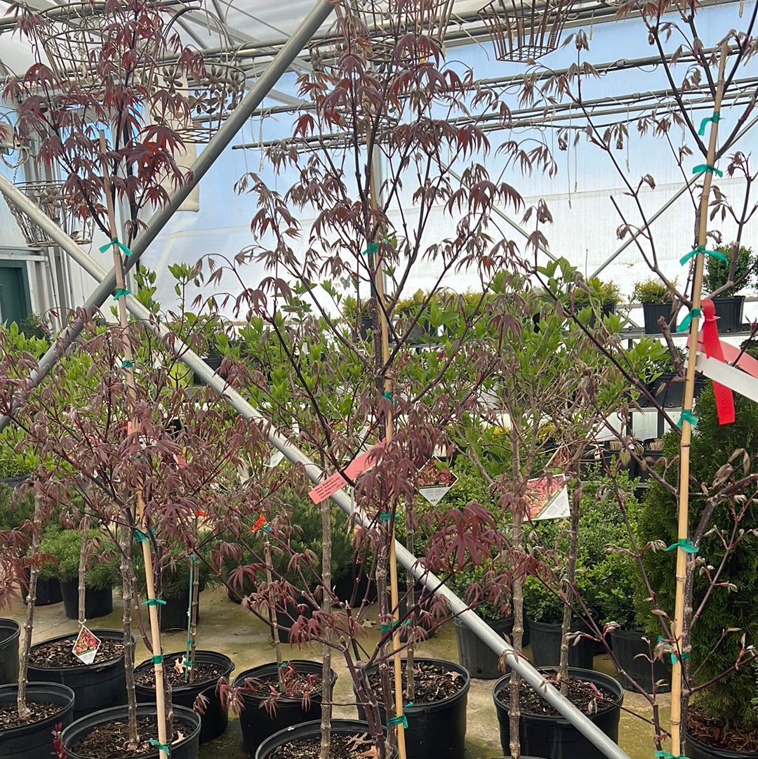 Japanese Maple - Acer Emperor 1