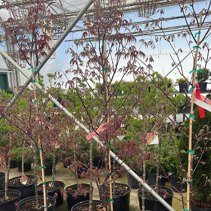 Japanese Maple - Acer Emperor 1